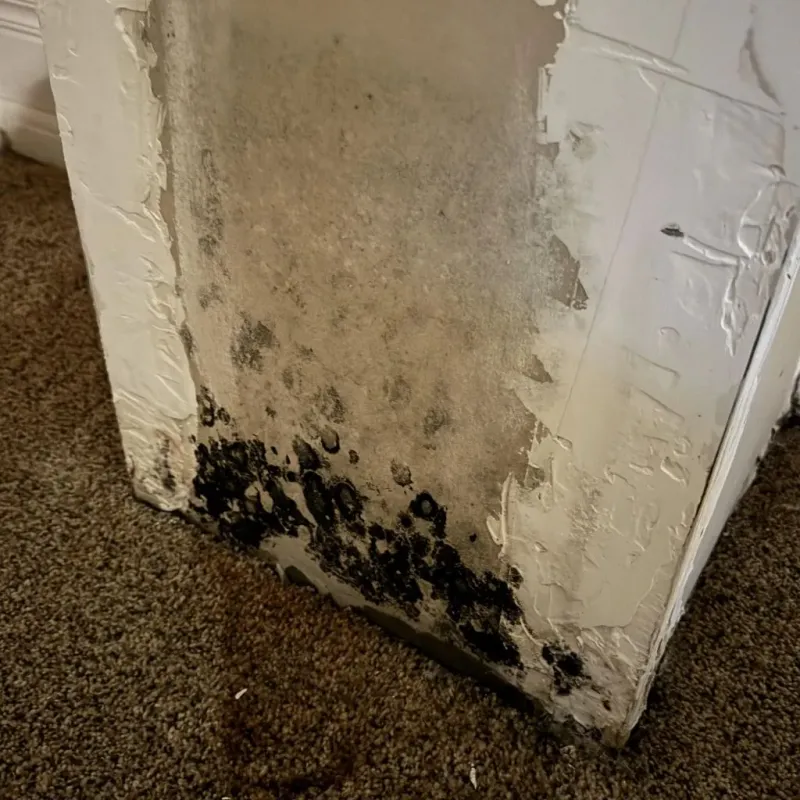 Professional Mold Removal in Lackawanna, NY